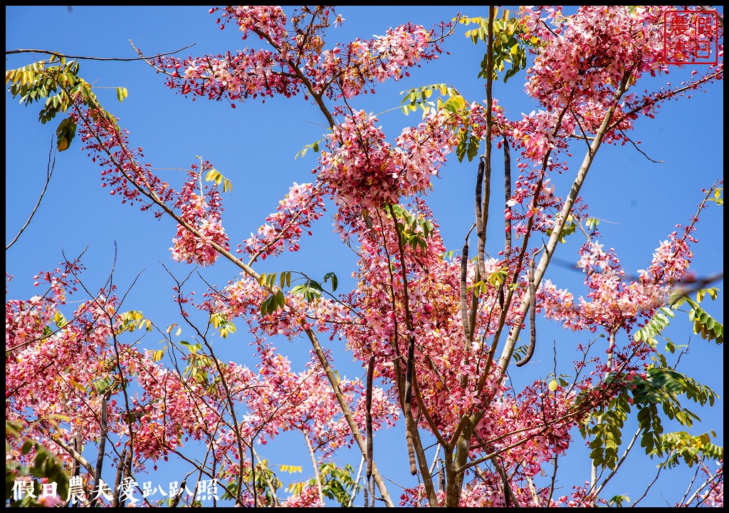 暨南大學花旗木季|同時可以欣賞桐花和藍花楹 @假日農夫愛趴趴照