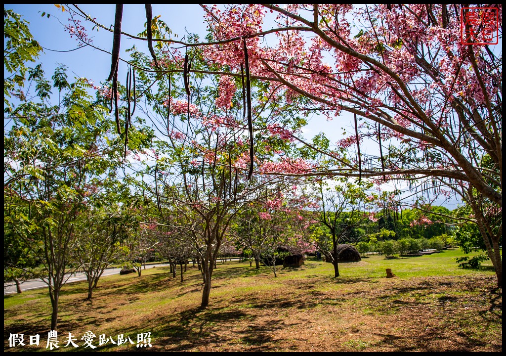 暨南大學花旗木季|同時可以欣賞桐花和藍花楹 @假日農夫愛趴趴照