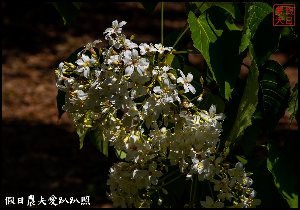 暨南大學花旗木季|同時可以欣賞桐花和藍花楹 @假日農夫愛趴趴照