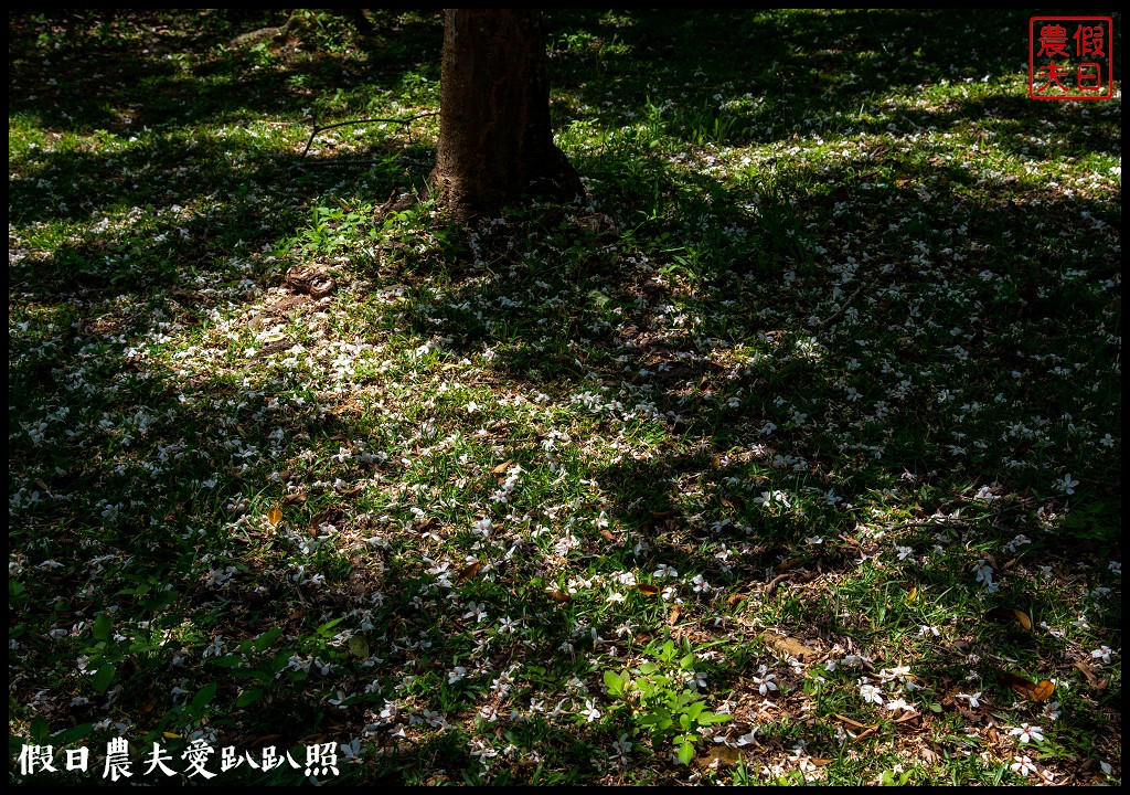 暨南大學花旗木季|同時可以欣賞桐花和藍花楹 @假日農夫愛趴趴照