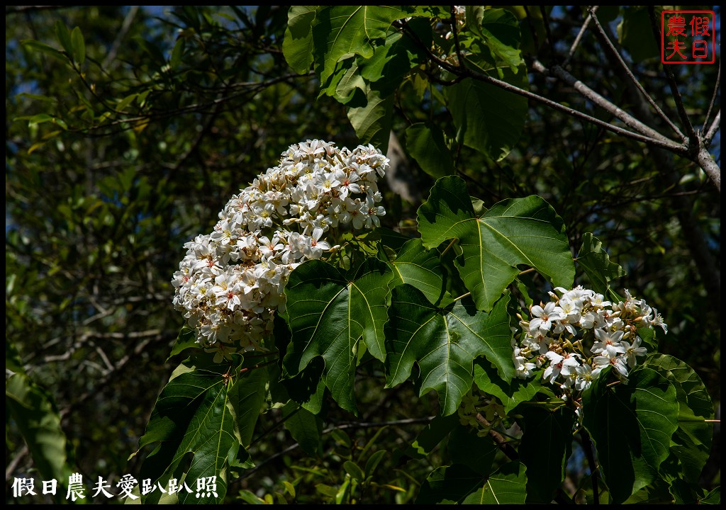 暨南大學花旗木季|同時可以欣賞桐花和藍花楹 @假日農夫愛趴趴照