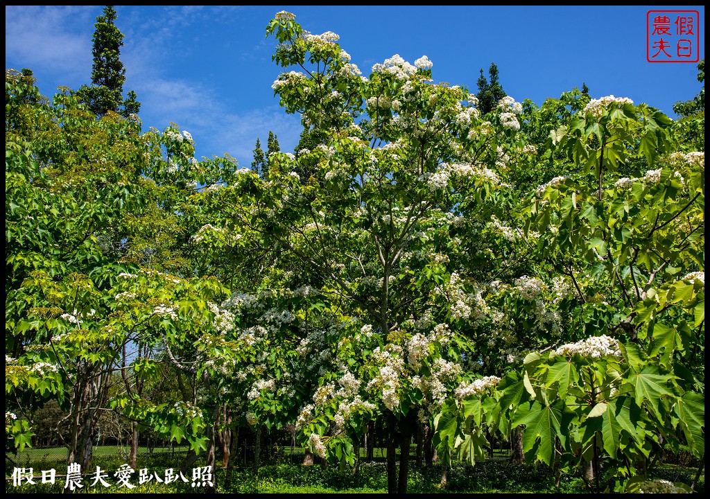 暨南大學花旗木季|同時可以欣賞桐花和藍花楹 @假日農夫愛趴趴照