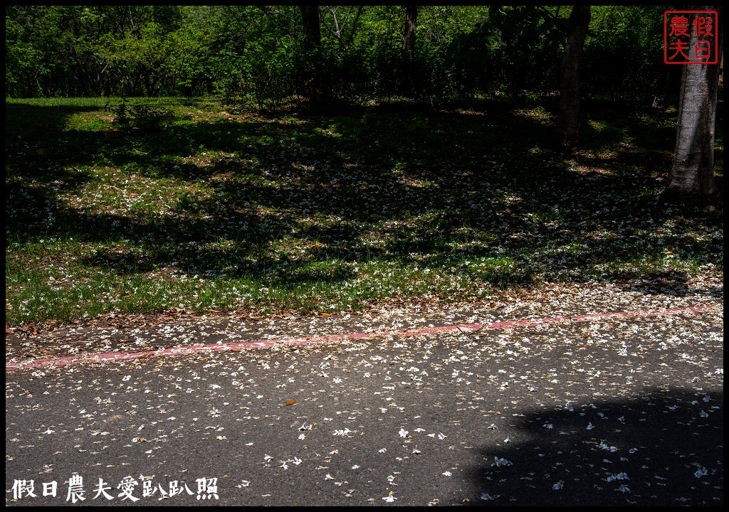 暨南大學花旗木季|同時可以欣賞桐花和藍花楹 @假日農夫愛趴趴照