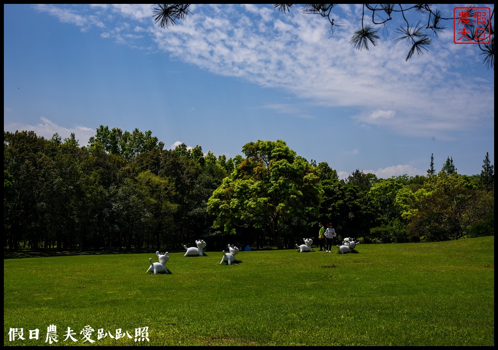 暨南大學花旗木季|同時可以欣賞桐花和藍花楹 @假日農夫愛趴趴照