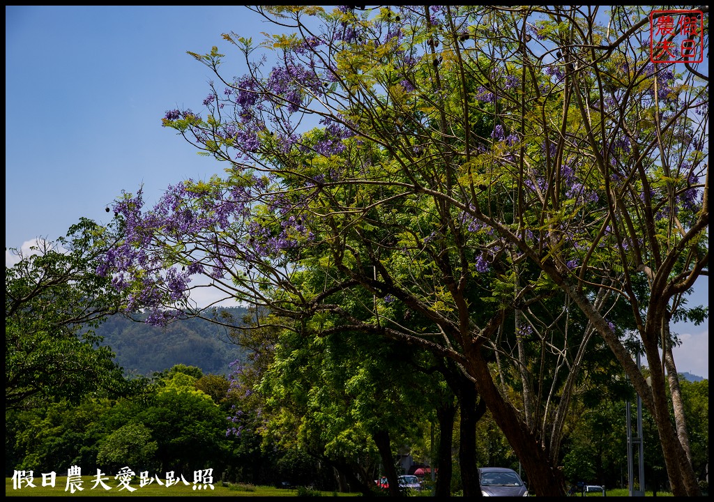 暨南大學花旗木季|同時可以欣賞桐花和藍花楹 @假日農夫愛趴趴照