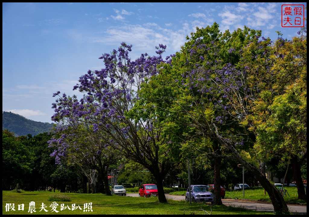 暨南大學花旗木季|同時可以欣賞桐花和藍花楹 @假日農夫愛趴趴照