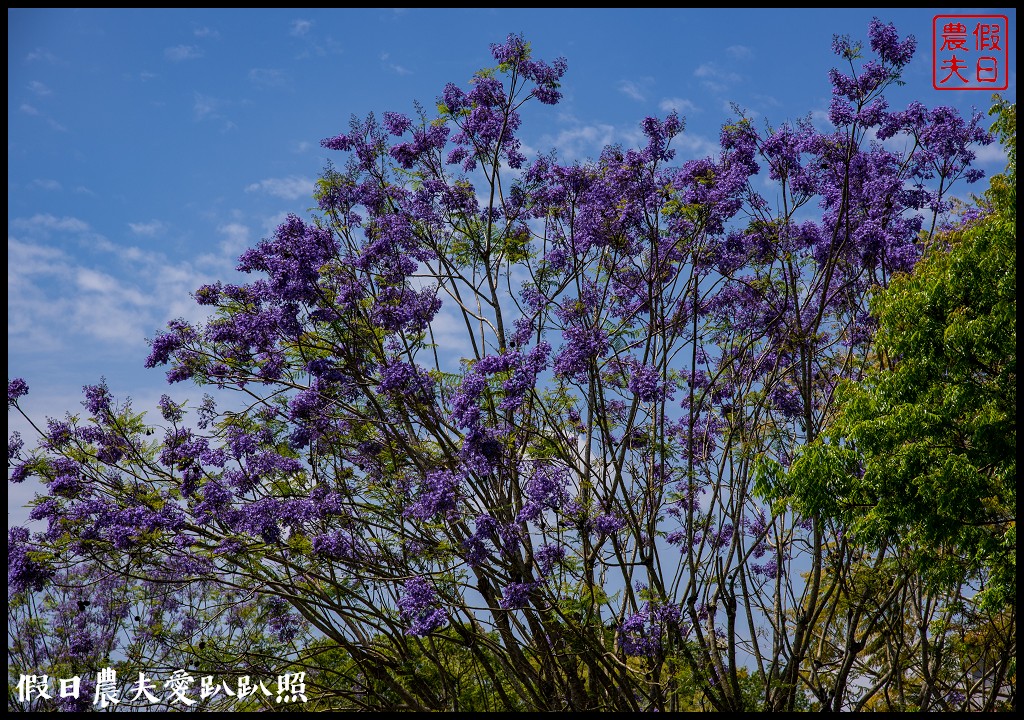 暨南大學花旗木季|同時可以欣賞桐花和藍花楹 @假日農夫愛趴趴照