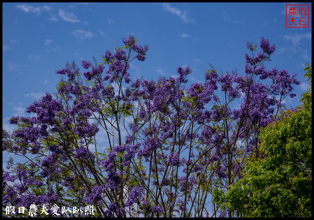 暨南大學花旗木季|同時可以欣賞桐花和藍花楹 @假日農夫愛趴趴照