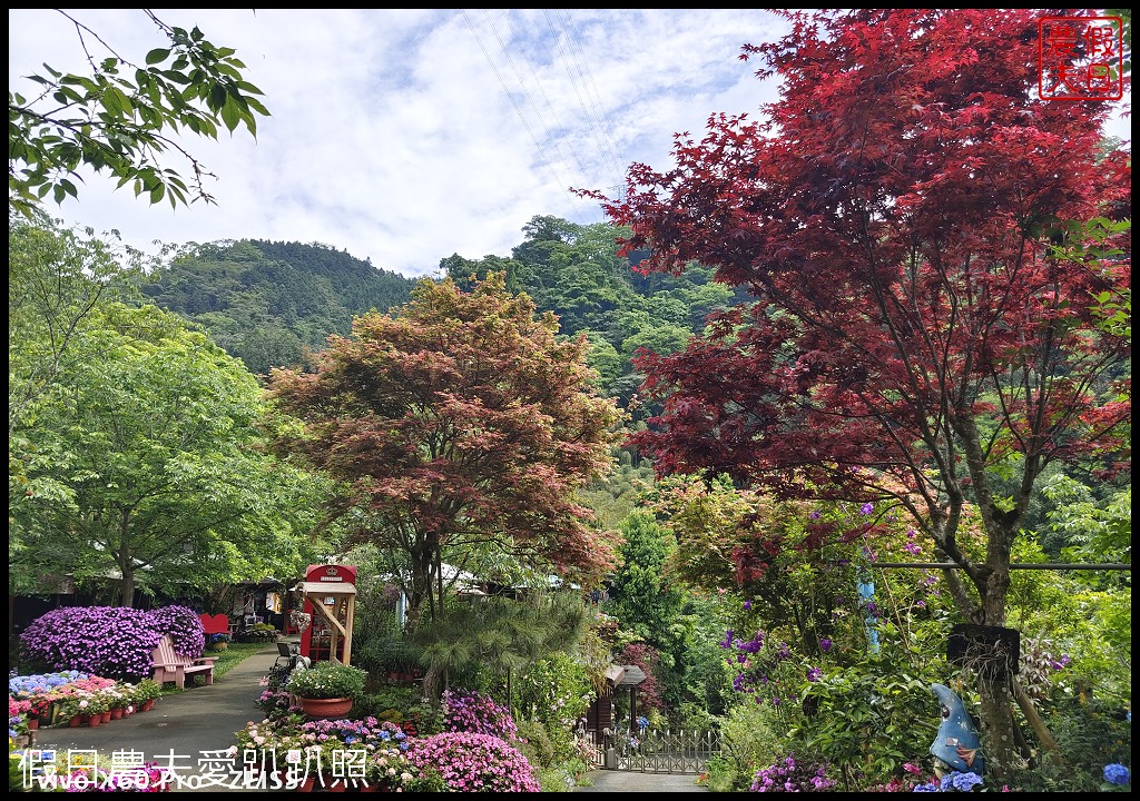 碧絡角花園咖啡民宿|快來山林裡的秘密花園賞繡球花 @假日農夫愛趴趴照