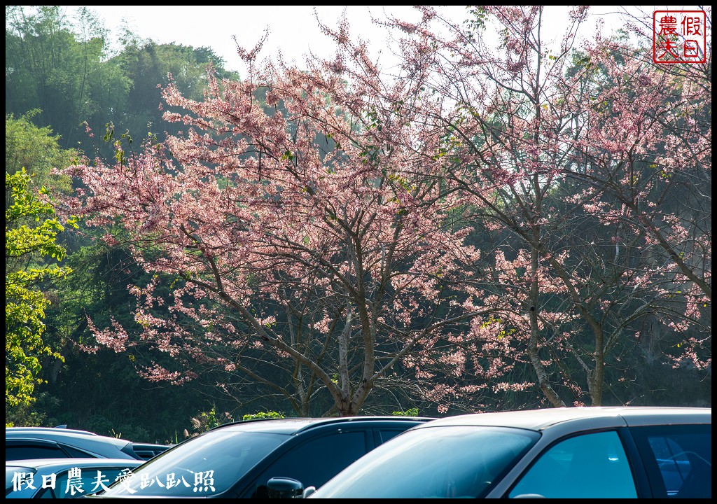 竹崎親水公園花旗木開了|順遊阿里山鐵路登山起點竹崎車站 @假日農夫愛趴趴照