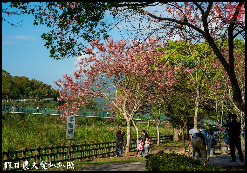 竹崎親水公園花旗木開了|順遊阿里山鐵路登山起點竹崎車站 @假日農夫愛趴趴照