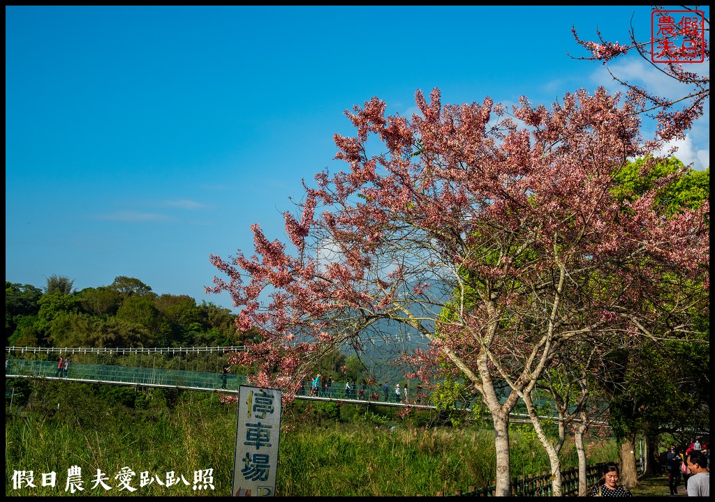 竹崎親水公園花旗木開了|順遊阿里山鐵路登山起點竹崎車站 @假日農夫愛趴趴照