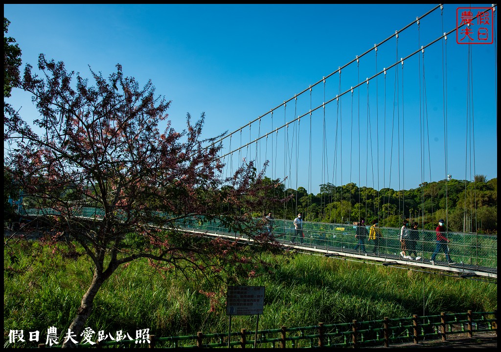 竹崎親水公園花旗木開了|順遊阿里山鐵路登山起點竹崎車站 @假日農夫愛趴趴照