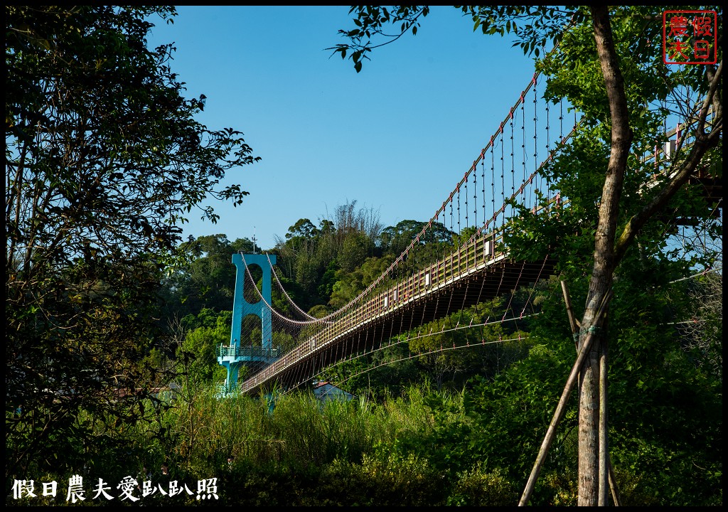 竹崎親水公園花旗木開了|順遊阿里山鐵路登山起點竹崎車站 @假日農夫愛趴趴照