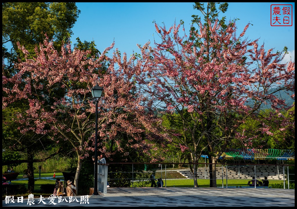 竹崎親水公園花旗木開了|順遊阿里山鐵路登山起點竹崎車站 @假日農夫愛趴趴照