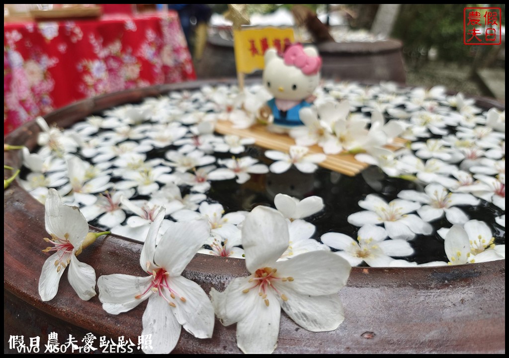 古坑荷苞山桐花公園|滿滿的白色花地毯等你來拍照 @假日農夫愛趴趴照