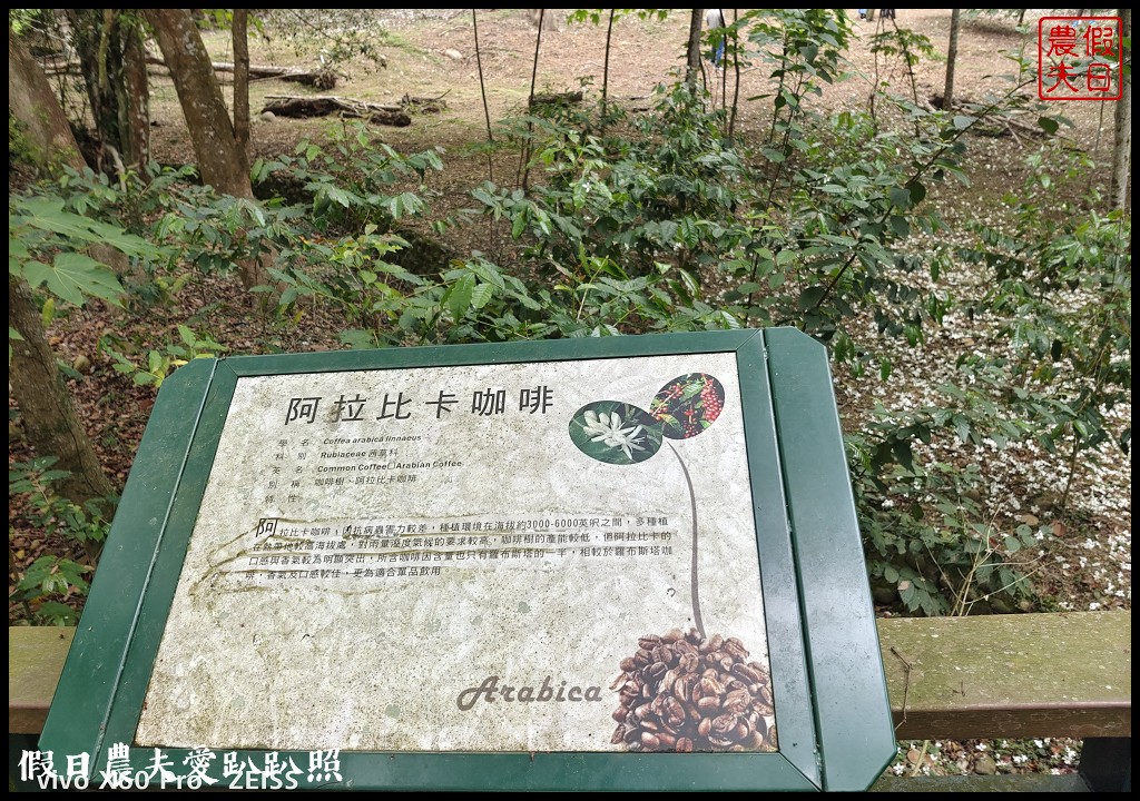 古坑荷苞山桐花公園|滿滿的白色花地毯等你來拍照 @假日農夫愛趴趴照