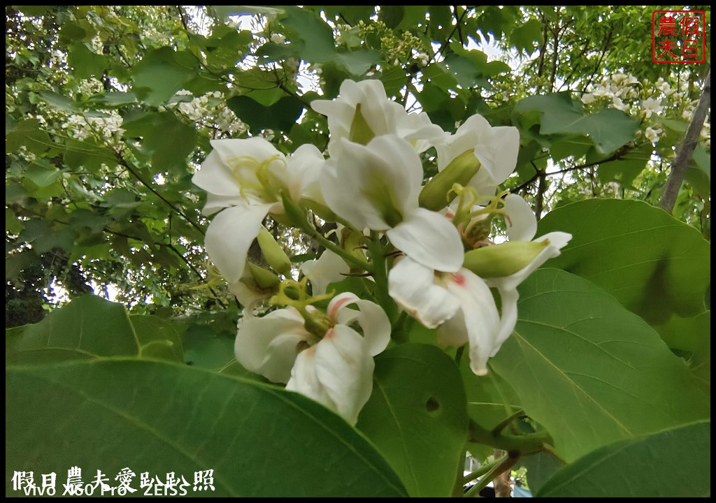 古坑荷苞山桐花公園|滿滿的白色花地毯等你來拍照 @假日農夫愛趴趴照