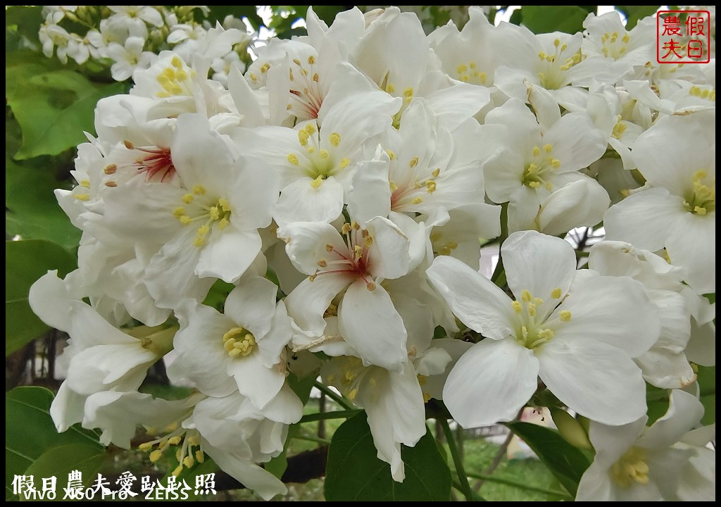 古坑荷苞山桐花公園|滿滿的白色花地毯等你來拍照 @假日農夫愛趴趴照