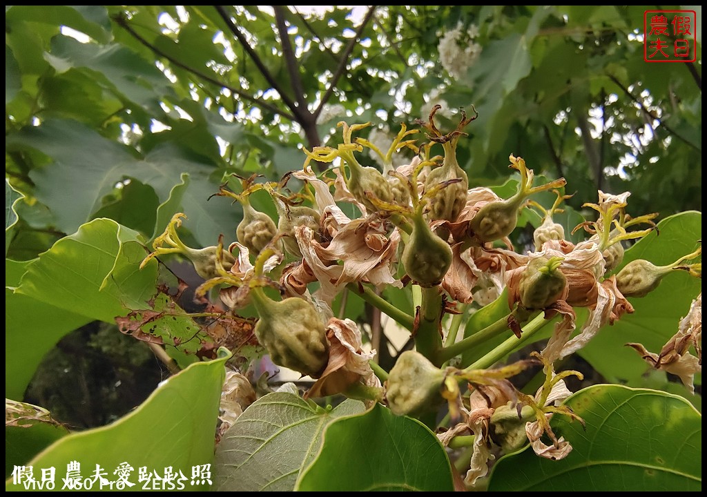 古坑荷苞山桐花公園|滿滿的白色花地毯等你來拍照 @假日農夫愛趴趴照