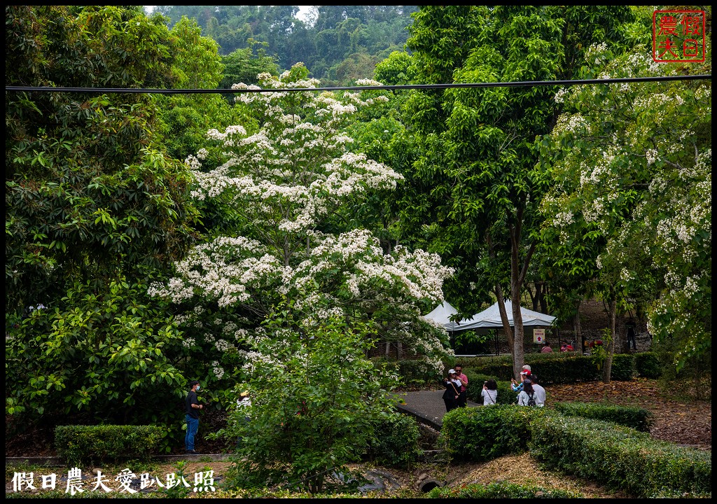 古坑荷苞山桐花公園|滿滿的白色花地毯等你來拍照 @假日農夫愛趴趴照