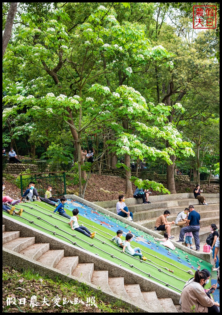 古坑荷苞山桐花公園|滿滿的白色花地毯等你來拍照 @假日農夫愛趴趴照