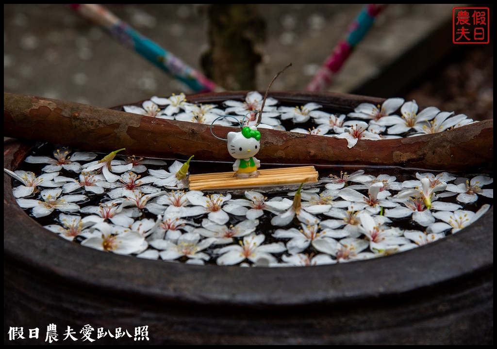 古坑荷苞山桐花公園|滿滿的白色花地毯等你來拍照 @假日農夫愛趴趴照