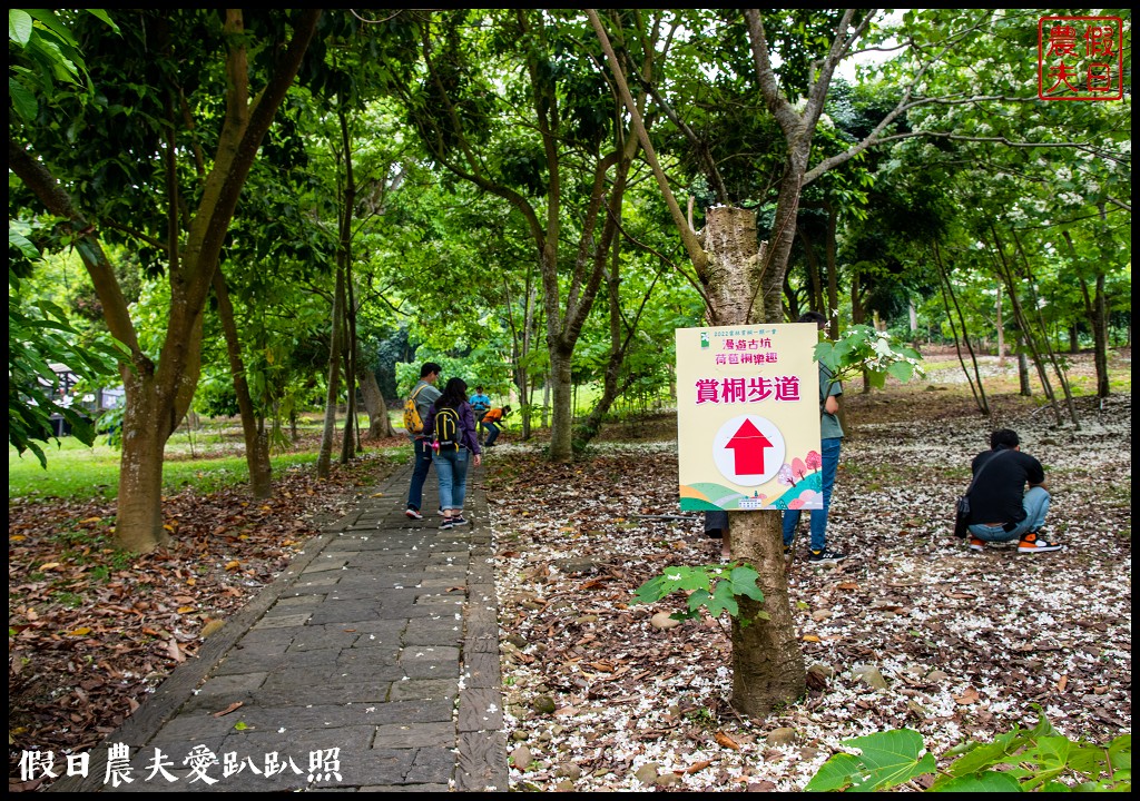 古坑荷苞山桐花公園|滿滿的白色花地毯等你來拍照 @假日農夫愛趴趴照