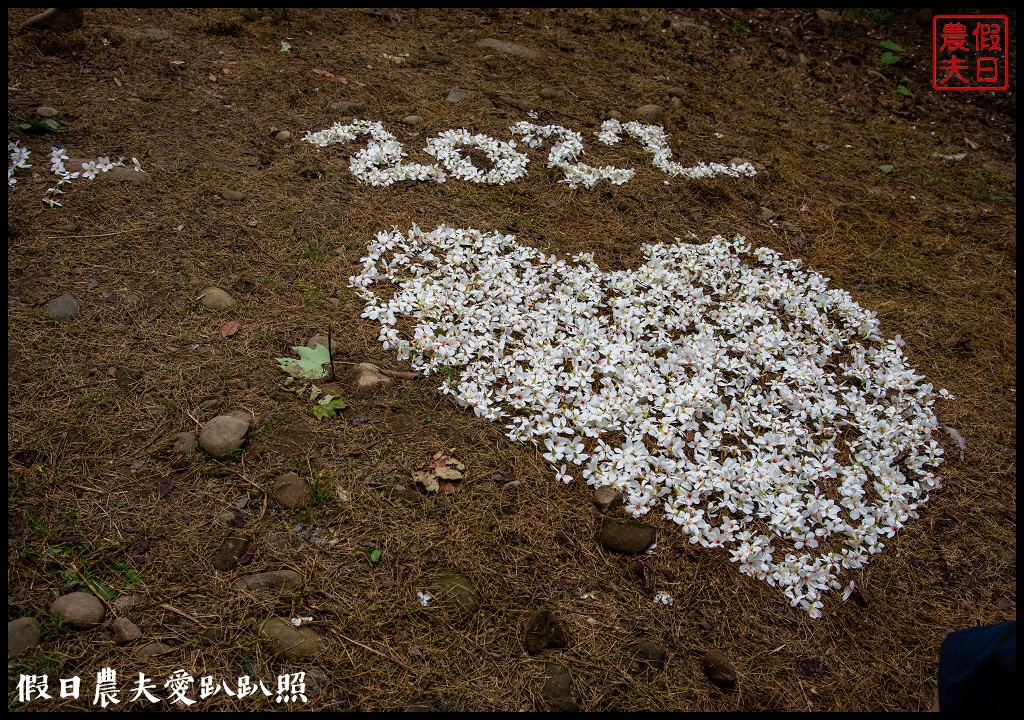 古坑荷苞山桐花公園|滿滿的白色花地毯等你來拍照 @假日農夫愛趴趴照