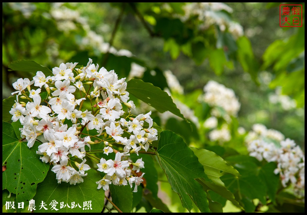 古坑荷苞山桐花公園|滿滿的白色花地毯等你來拍照 @假日農夫愛趴趴照