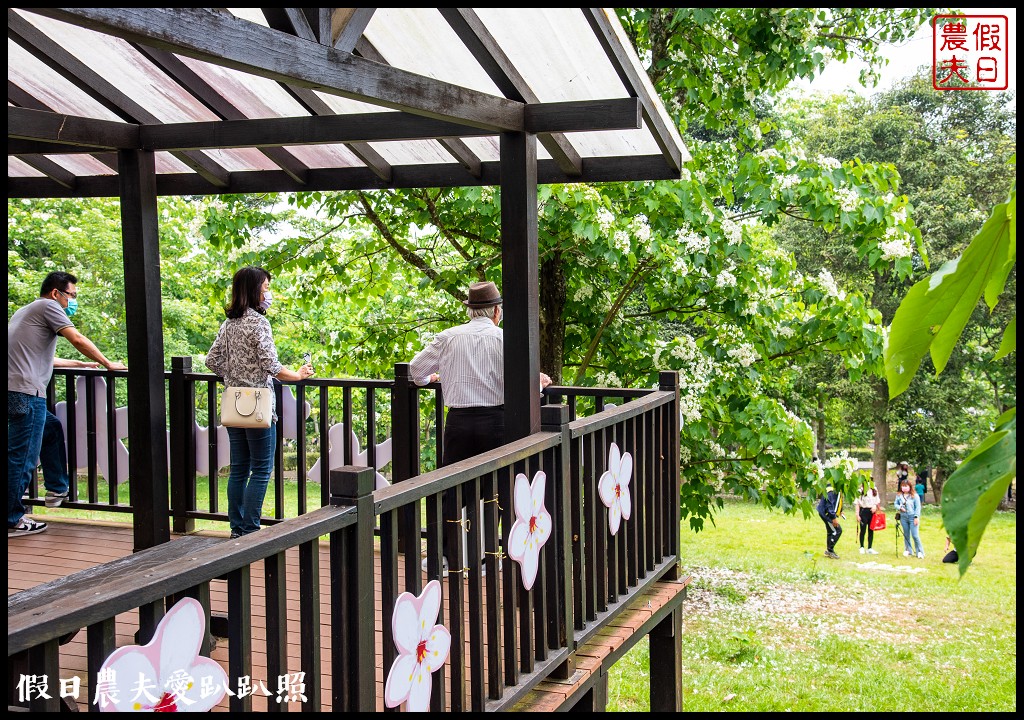 2024雲林桐花祭|古坑荷苞山桐花公園．滿滿的桐花地毯等你來拍照/還有可愛波波草 @假日農夫愛趴趴照