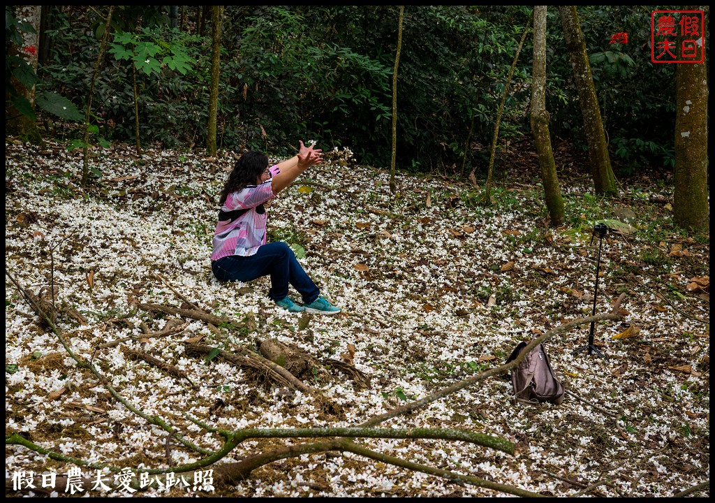 古坑荷苞山桐花公園|滿滿的白色花地毯等你來拍照 @假日農夫愛趴趴照