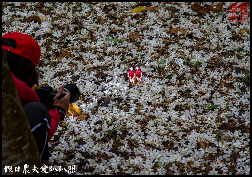 古坑荷苞山桐花公園|滿滿的白色花地毯等你來拍照 @假日農夫愛趴趴照