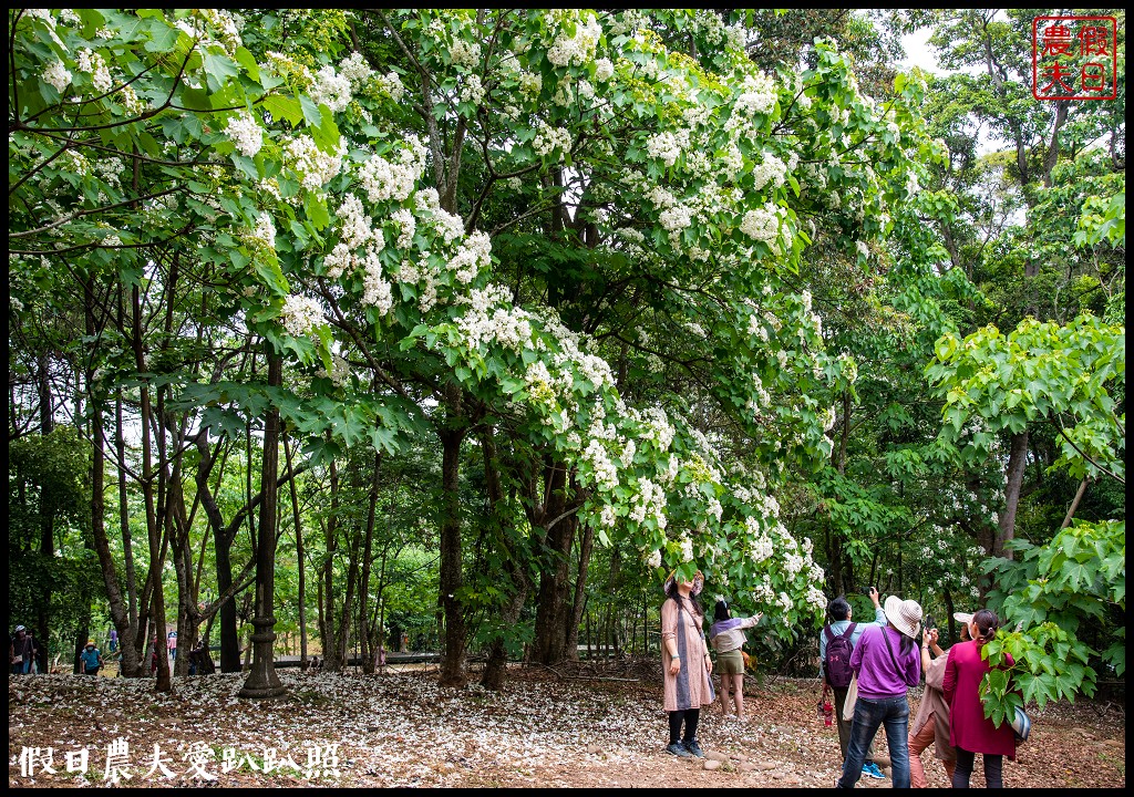 古坑荷苞山桐花公園|滿滿的白色花地毯等你來拍照 @假日農夫愛趴趴照