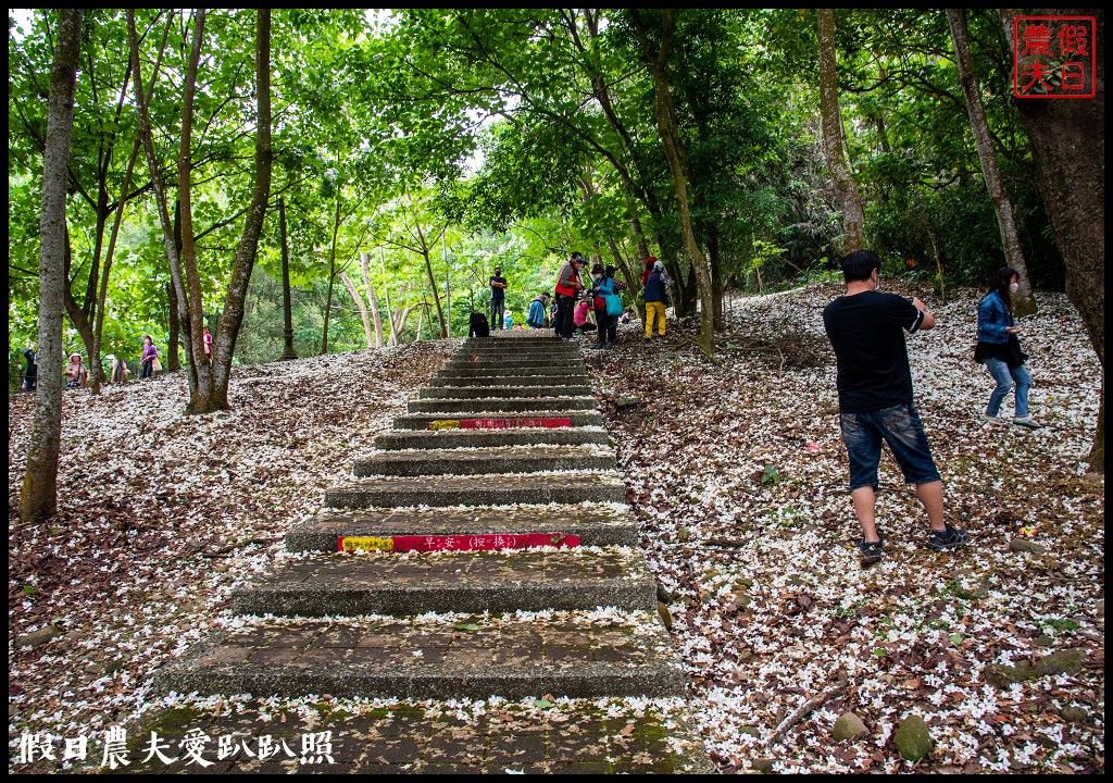 古坑荷苞山桐花公園|滿滿的白色花地毯等你來拍照 @假日農夫愛趴趴照