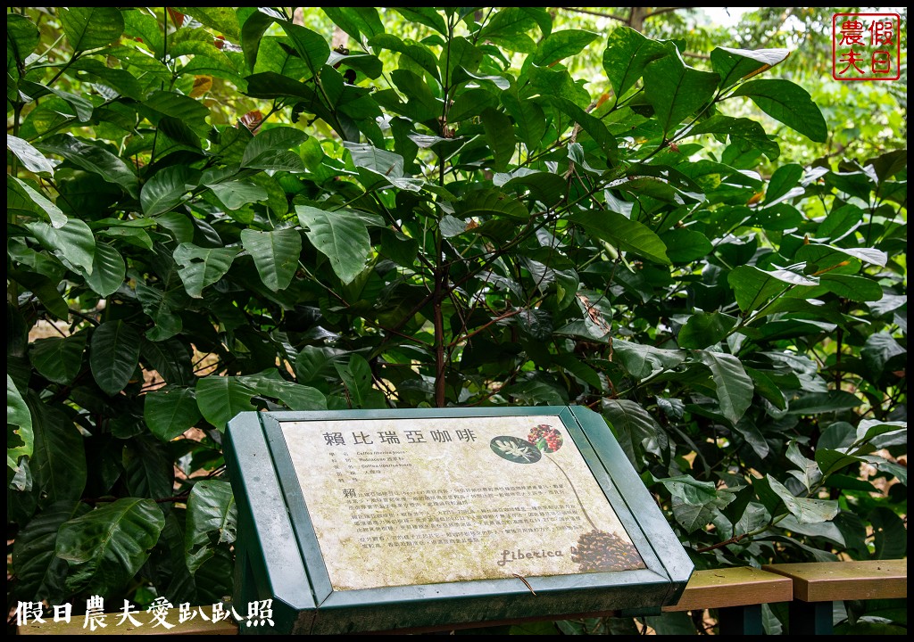 古坑荷苞山桐花公園|滿滿的白色花地毯等你來拍照 @假日農夫愛趴趴照