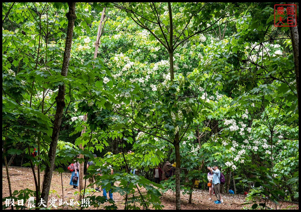 古坑荷苞山桐花公園|滿滿的白色花地毯等你來拍照 @假日農夫愛趴趴照