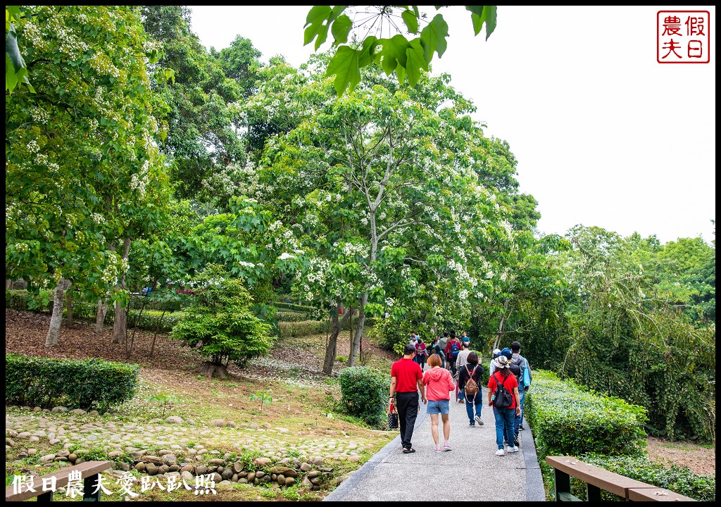 古坑荷苞山桐花公園|滿滿的白色花地毯等你來拍照 @假日農夫愛趴趴照