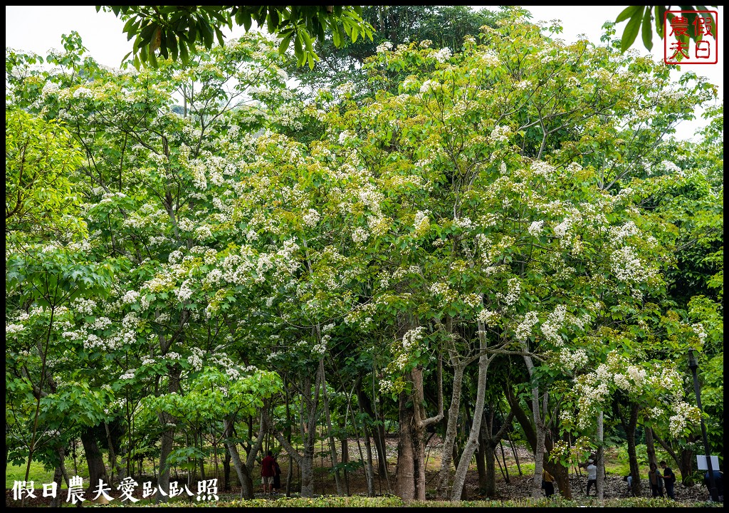 古坑荷苞山桐花公園|滿滿的白色花地毯等你來拍照 @假日農夫愛趴趴照