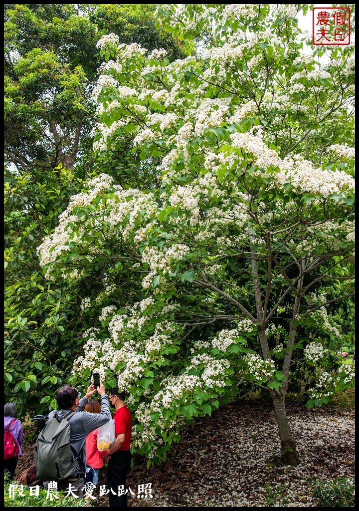 古坑荷苞山桐花公園|滿滿的白色花地毯等你來拍照 @假日農夫愛趴趴照