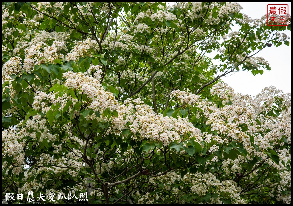 古坑荷苞山桐花公園|滿滿的白色花地毯等你來拍照 @假日農夫愛趴趴照