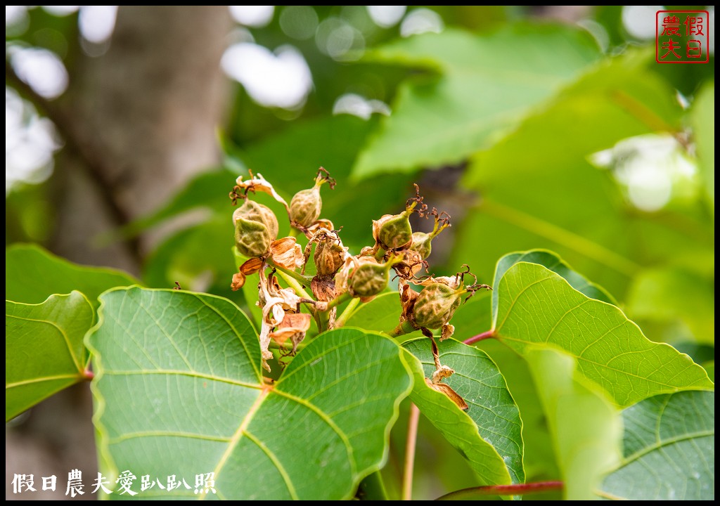 古坑荷苞山桐花公園|滿滿的白色花地毯等你來拍照 @假日農夫愛趴趴照