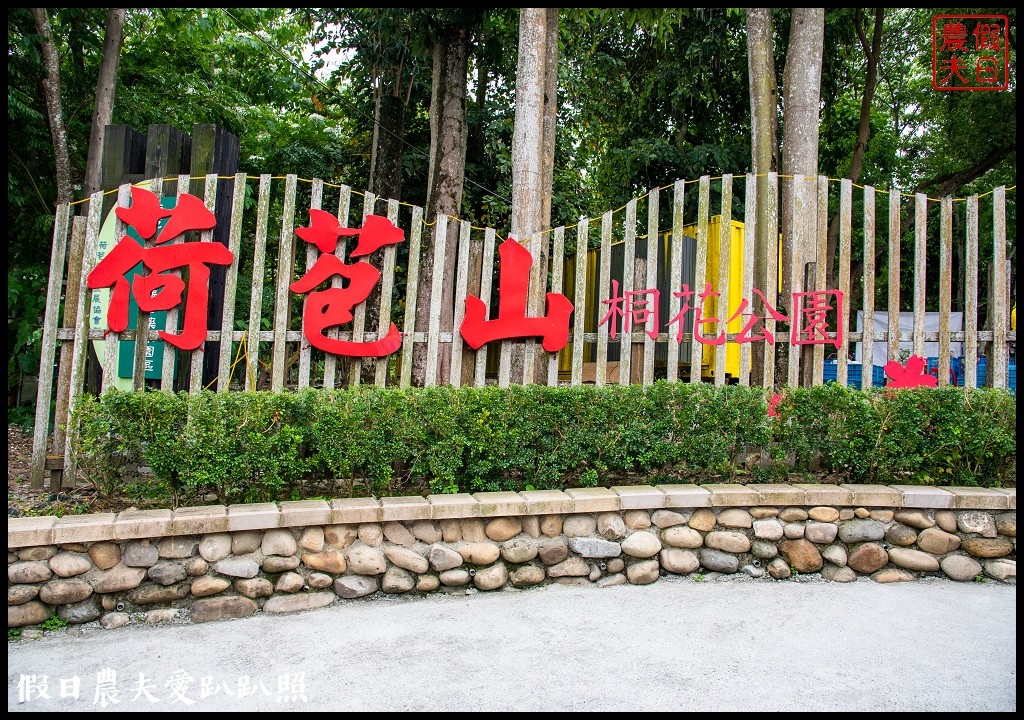 古坑荷苞山桐花公園|滿滿的白色花地毯等你來拍照 @假日農夫愛趴趴照