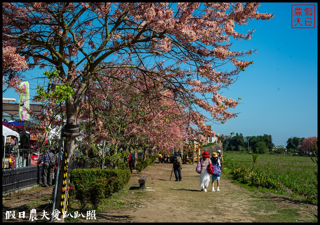 西港金砂里花旗木步道|賞花野餐逛市集好拍好玩 @假日農夫愛趴趴照