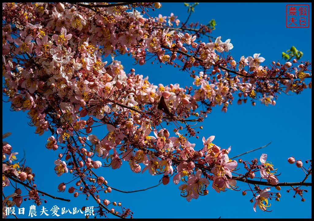 西港金砂里花旗木步道|賞花野餐逛市集好拍好玩 @假日農夫愛趴趴照