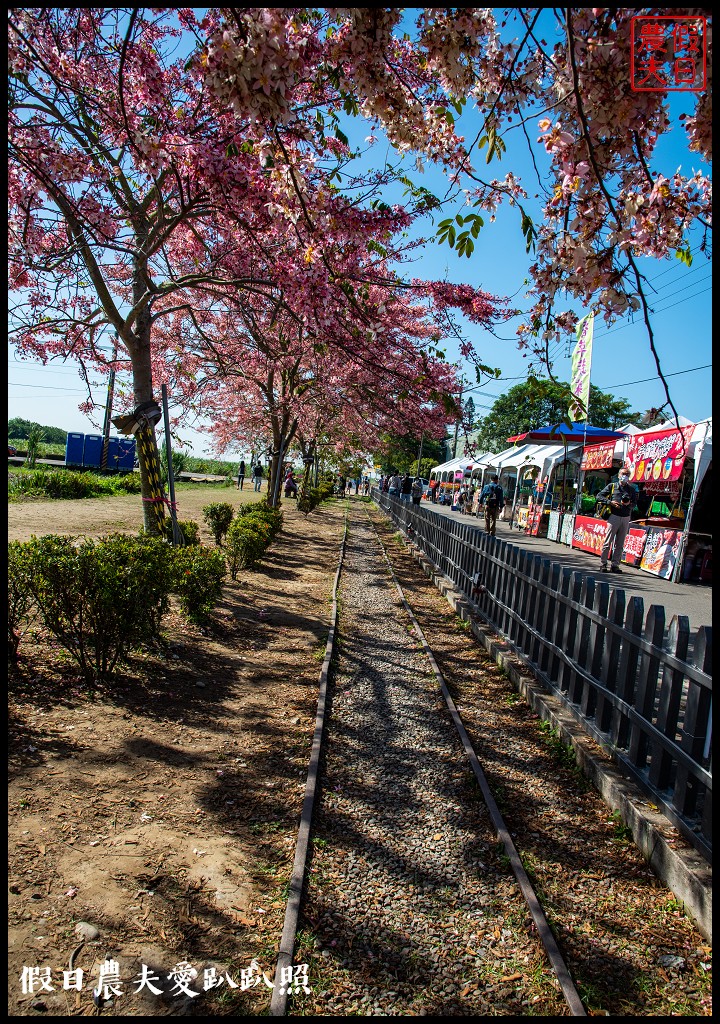 西港金砂里花旗木步道|賞花野餐逛市集好拍好玩 @假日農夫愛趴趴照