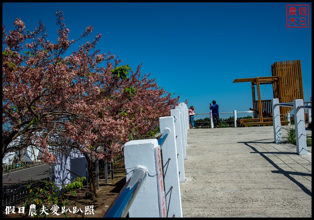 西港金砂里花旗木步道|賞花野餐逛市集好拍好玩 @假日農夫愛趴趴照