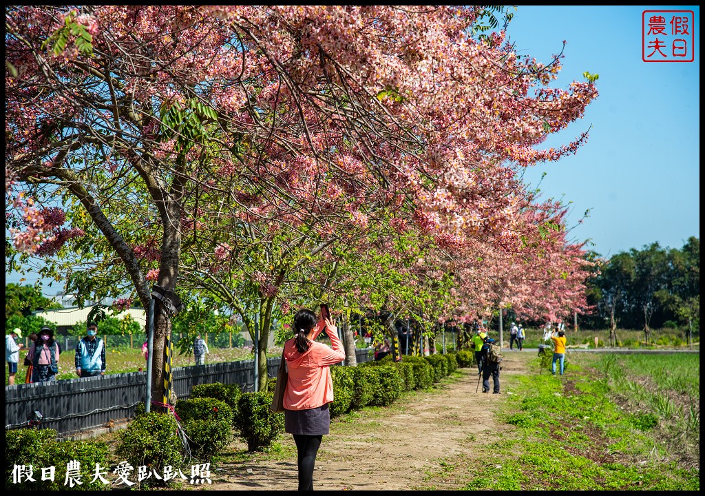 西港金砂里花旗木步道|賞花野餐逛市集好拍好玩 @假日農夫愛趴趴照