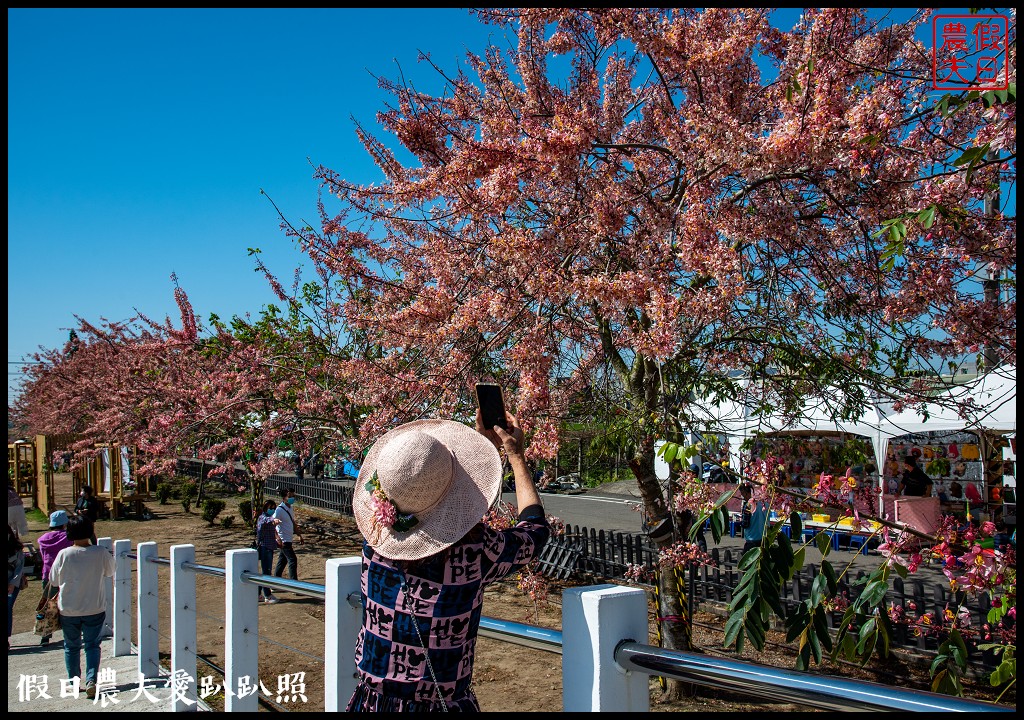 西港金砂里花旗木步道|賞花野餐逛市集好拍好玩 @假日農夫愛趴趴照