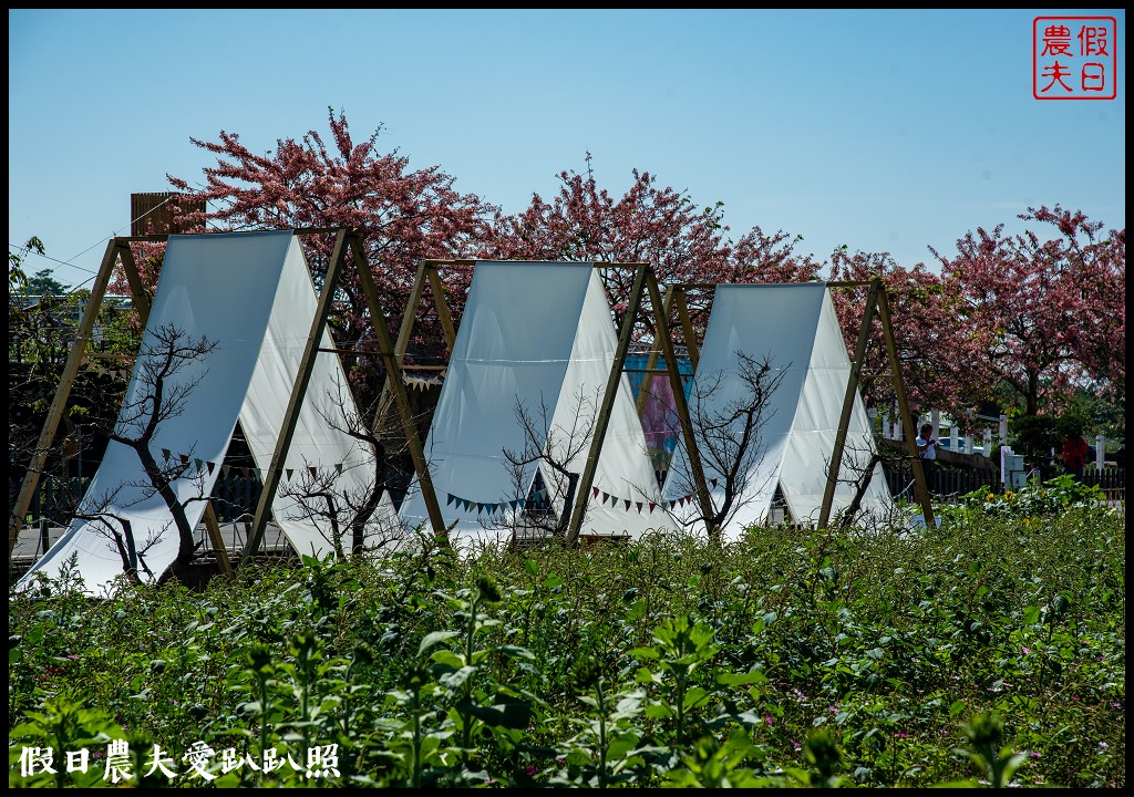 西港金砂里花旗木步道|賞花野餐逛市集好拍好玩 @假日農夫愛趴趴照